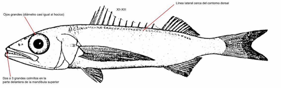 Scombrolabrax heterolepis_01.jpg